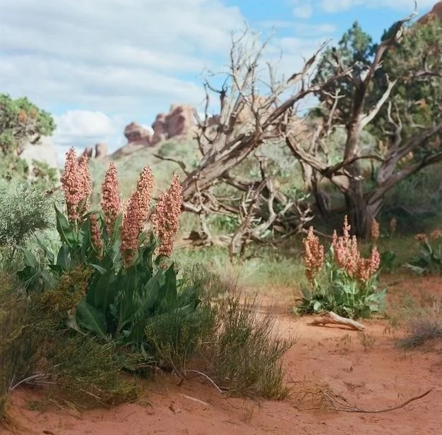 Meseta Misionera: Lokalizacja, cechy, flora, fauna