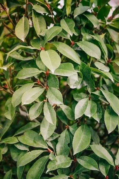 Elaeagnus angustifolia – charakterystyka i zastosowanie