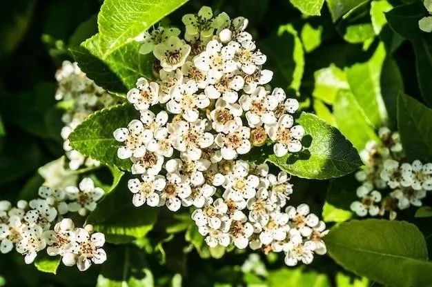 Viburnum lucidum: Charakterystyka, siedlisko, właściwości, uprawa, pielęgnacja