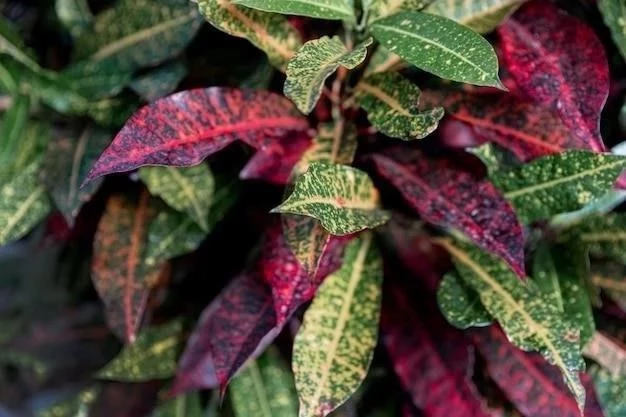 Begonia rex: królowa liściastych