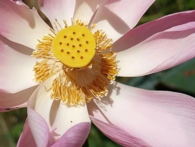 Cistus clusii: Charakterystyka, Siedlisko i Zastosowania