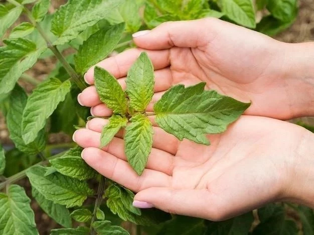 Pokrzywa zwyczajna (Urtica dioica)⁚ charakterystyka, występowanie, zastosowanie i właściwości