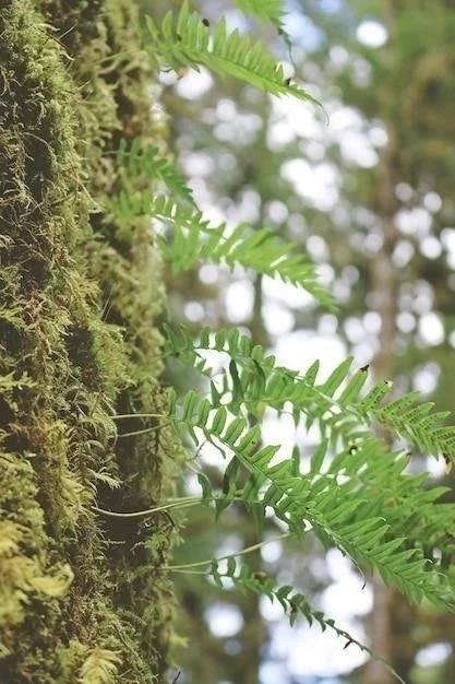 Prosopis glandulosa: Drzewo o szerokim zastosowaniu i znaczeniu ekologicznym